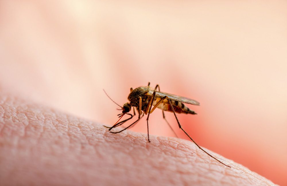 More Effective Malaria Vaccines ©nechaevkon / Shutterstock.com