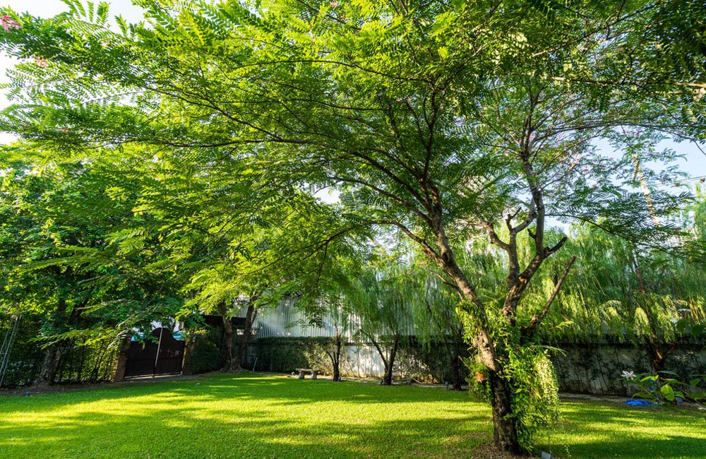 "Messy" Trees ©iAm_OuMZaa / Shutterstock.com